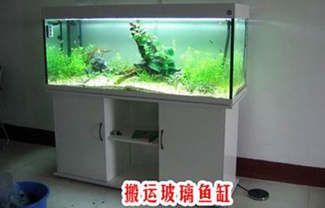 搬運(yùn)魚的注意事項(xiàng)