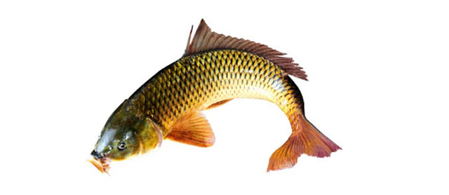 魚