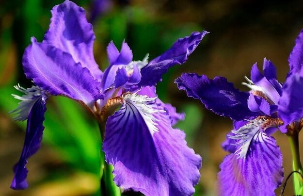 鳶尾花
