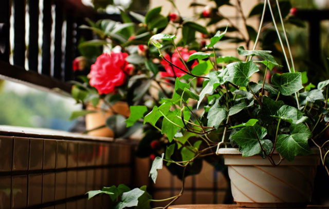 臨沂搬家時植物該如何搬運？