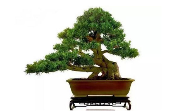 蓬萊松