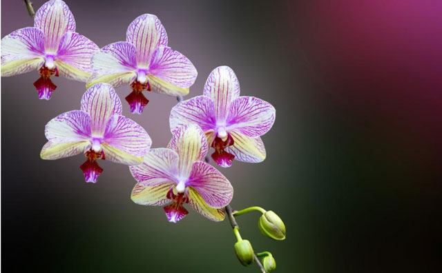 蘭花