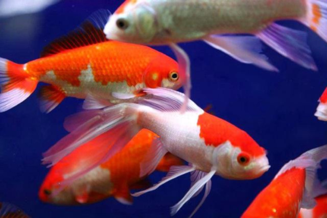 搬家時關于魚的搬運方法及講究
