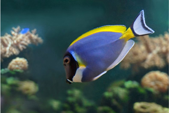 觀賞魚