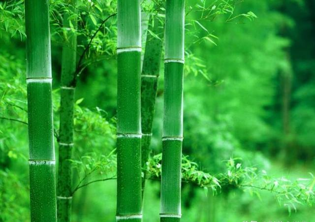 老話說(shuō)“竹子開(kāi)花，馬上搬家”，這是為什么呢？