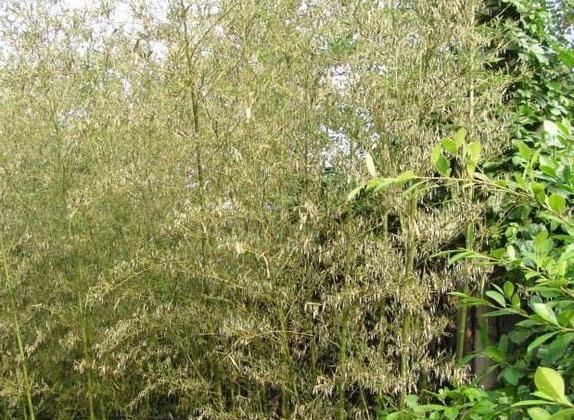 老話說(shuō)“竹子開(kāi)花，馬上搬家”，這是為什么呢？