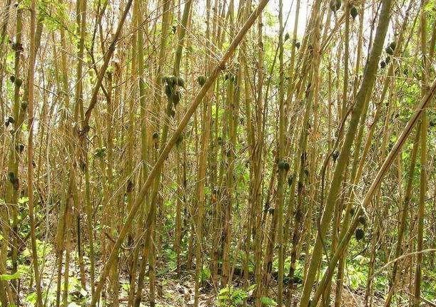 老話說(shuō)“竹子開(kāi)花，馬上搬家”，這是為什么呢？