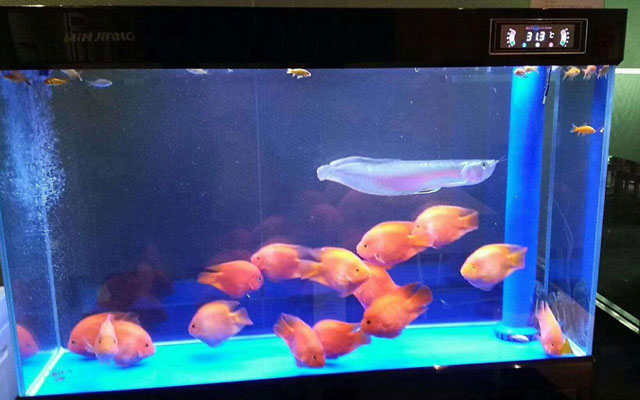 搬家買(mǎi)觀賞魚(yú) 買(mǎi)什么魚(yú)好